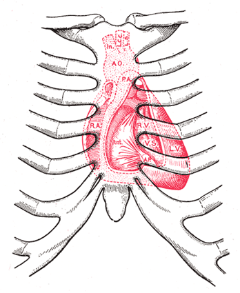 human thorax diagram
