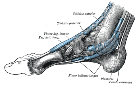 hip surface anatomy