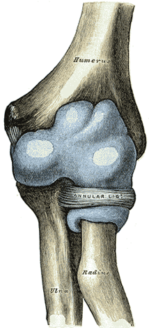 Elbow-joint - Human Anatomy