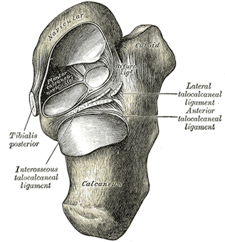 Calcaneus Bone