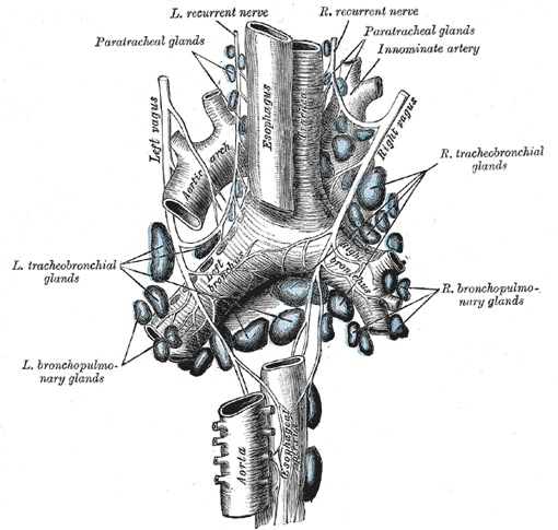 bronchomediastinal trunk