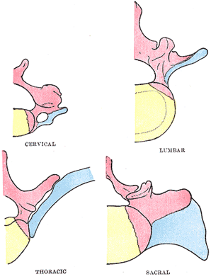 arch of vertebra