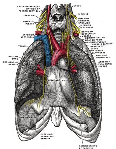 The Anterior Divisions - Human Anatomy