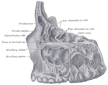 The Organ of Smell - Human Anatomy