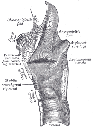 ventricular folds