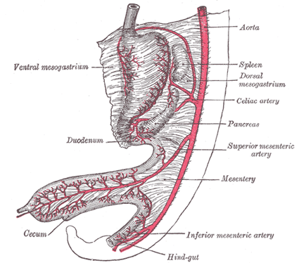 Gut Anatomy