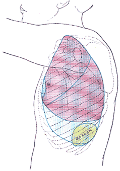Surface Markings of the Thorax - Human Anatomy