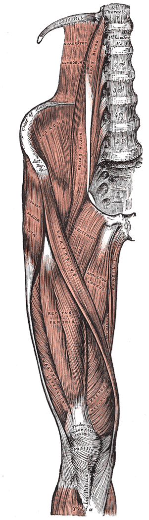 The Muscles And Fasciae Of The Iliac Region Human Anatomy