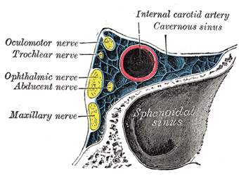 The Sinuses Of The Dura Mater Human Anatomy