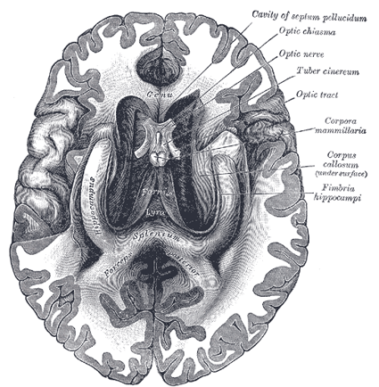 The Fore-brain or Prosencephalon - Human Anatomy