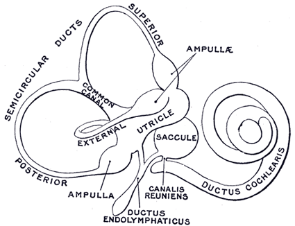 The Internal Ear or Labyrinth - Human Anatomy
