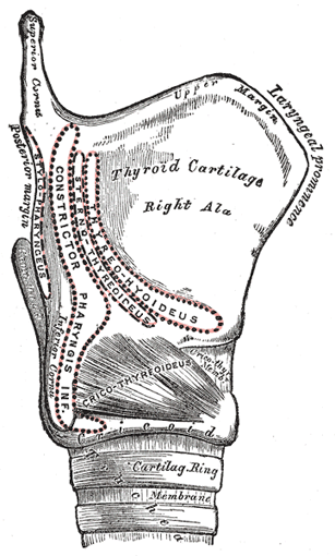 The Larynx - Human Anatomy