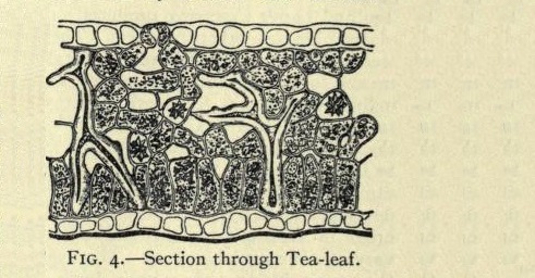 Section through Tea-leaf