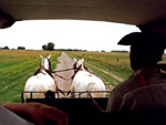 Gaucho (Argentine cowboy) driving a cariage across the pampas, Argentina photo