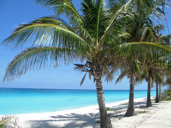 Beach and palm trees,Bimini, Bahamas photo