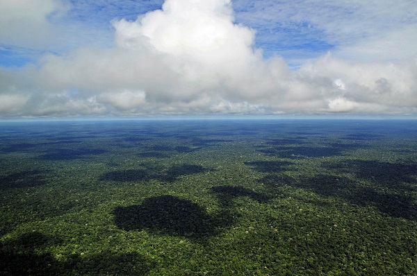 Amazon rain forest, Brazil photo