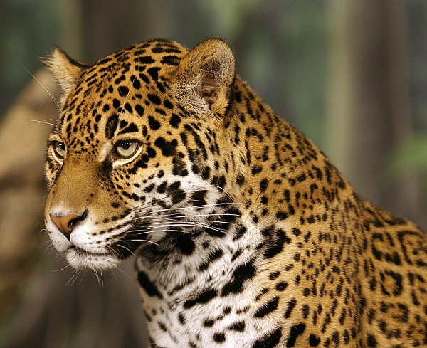Jaguar in the Amazon forest, Brazil photo