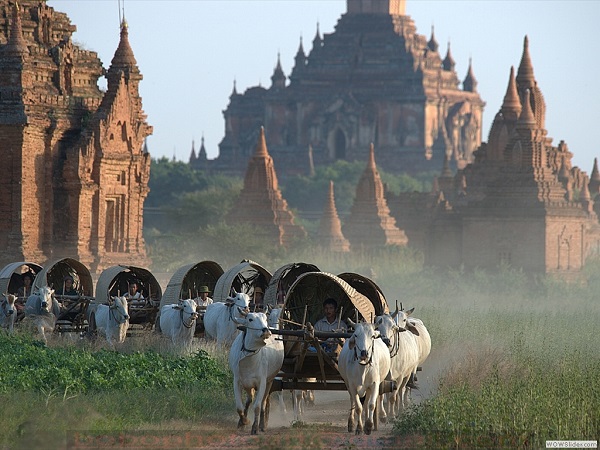 Bull carts, Bagan, Myanmar photo