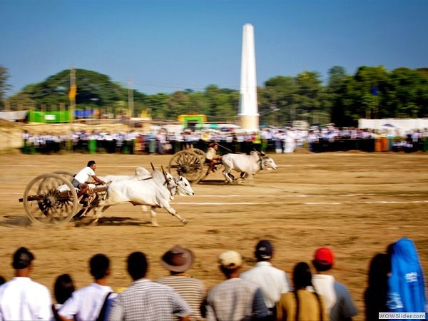 Bullcarts racing, Myanmar photo