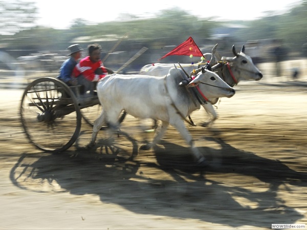 Bullcarts racing, Myanmar photo