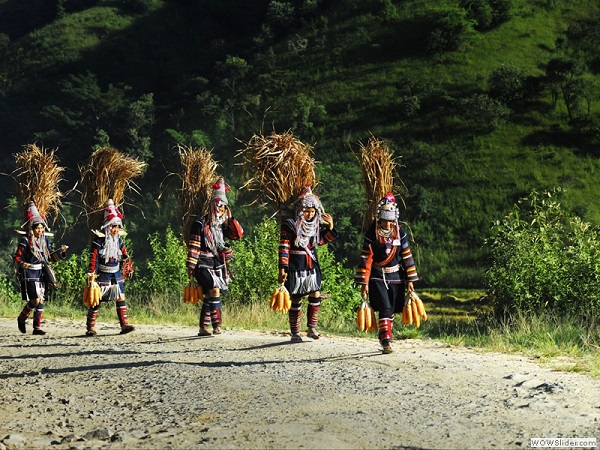 Carrying food for the cows, Shan state, Myanmar photo