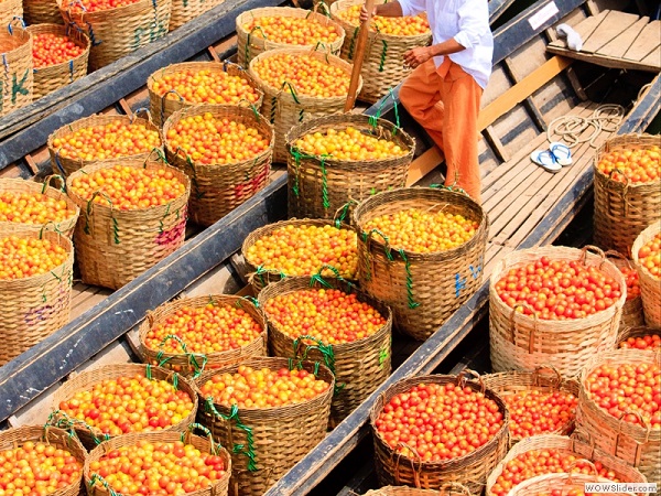 Carrying tomatoes, Inlay lake, Myanmar photo