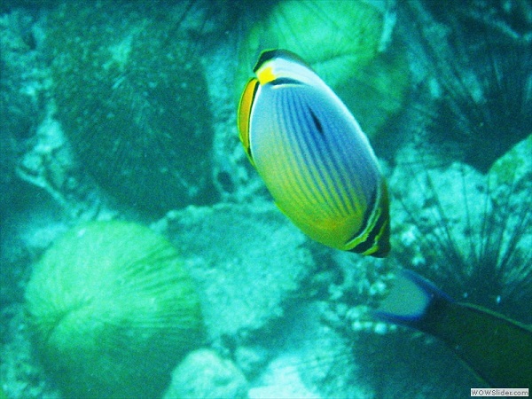 Coral reef, Myeik archipelago, Myanmar photo