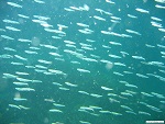 Coral reef, Myeik archipelago, Myanmar (Burma) Photo