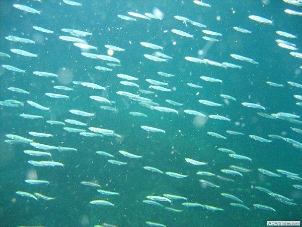 Coral reef, Myeik archipelago, Myanmar photo