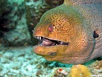 Coral reef, Myeik archipelago, Myanmar (Burma) Photo