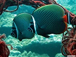 Coral reef, Myeik archipelago, Myanmar (Burma) Photo