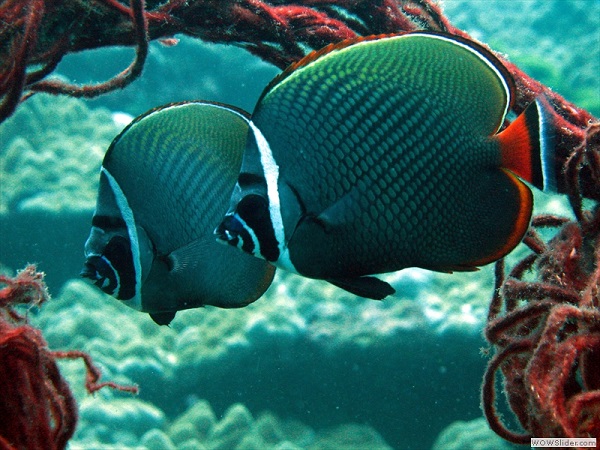 Coral reef, Myeik archipelago, Myanmar photo