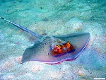 Coral reef, Myeik archipelago, Myanmar (Burma) Photo