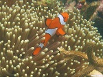 Coral reef, Myeik archipelago, Myanmar (Burma) Photo