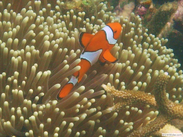 Coral reef, Myeik archipelago, Myanmar photo