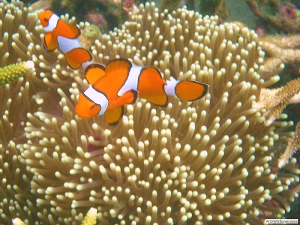 Coral reef, Myeik archipelago, Myanmar photo