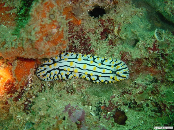 Coral reef, Myeik archipelago, Myanmar photo