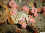 Coral reef, Myeik archipelago, Myanmar (Burma) Photo