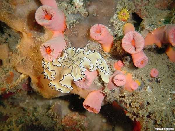 Coral reef, Myeik archipelago, Myanmar photo