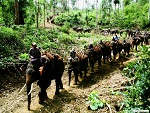 Elephant camp, Phoe Kyar, Myanmar (Burma) Photo