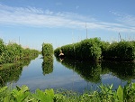 Floating tomato garden, Inle lake, Myanmar (Burma) Photo