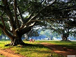 Old banyan trees, Pindaya, Myanmar (Burma) Photo