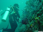 Scuba diving, coral reef at Myeik archipelago, Myanmar (Burma) Photo