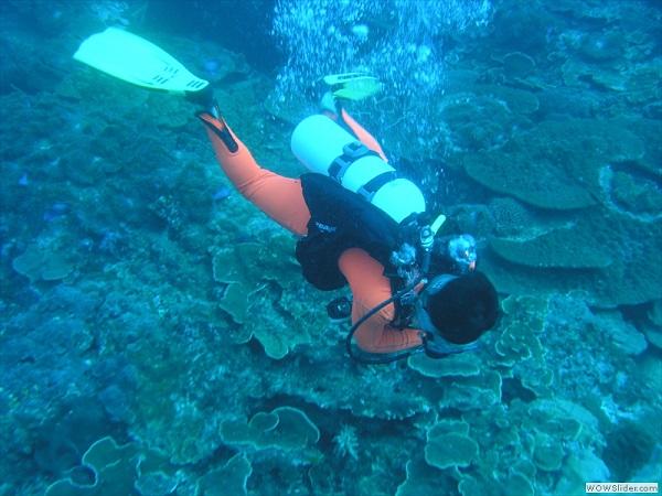 Scuba diving, coral reef at Myeik archipelago, Myanmar photo