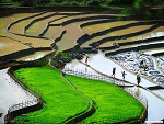 Terrace farming, Golden triangle, Myanmar (Burma) Photo