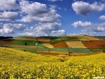 Yellow sunflower field on the way to Pindaya, Myanmar (Burma) Photo