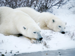 Polar bears, Churchill, Manitoba, Canada photo