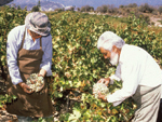 Collecting Grapes, Cyprus photo