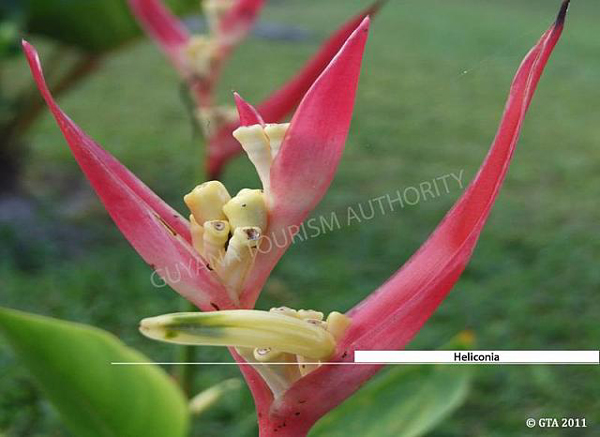 Heliconia, Guyana photo