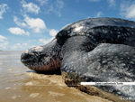 Leatherback Turtle, Guyana photo